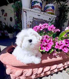 Maltese