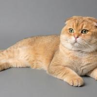Accoppiamento Scottish fold monta