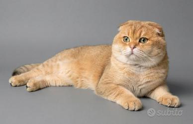 Accoppiamento Scottish fold monta