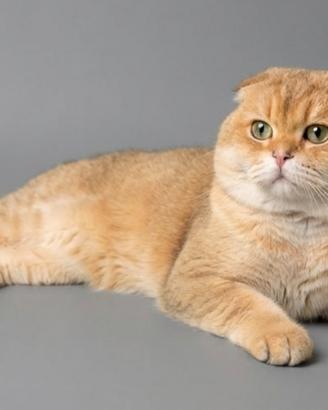 Accoppiamento Scottish fold monta