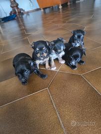 Cuccioli CHIORKIE