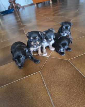 Cuccioli CHIORKIE