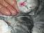 Immagine 3