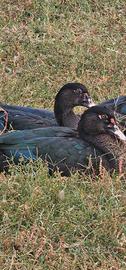 Anatra muta nero smeraldo