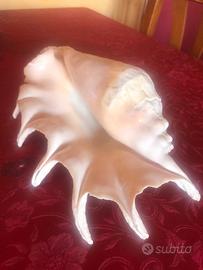 Conchiglia ornamentale