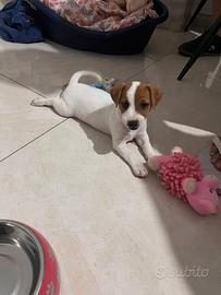 Cucciola Jack Russell Terrier
