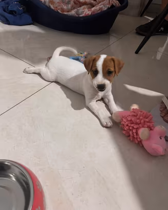 Cucciola Jack Russell Terrier
