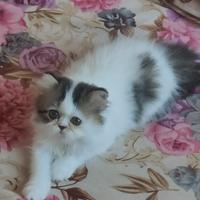Gatto persiano