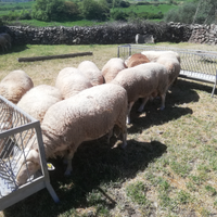 Arieti Lacaune azienda biologica