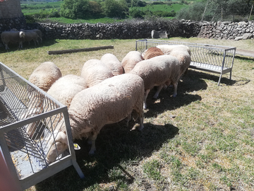 Arieti Lacaune azienda biologica
