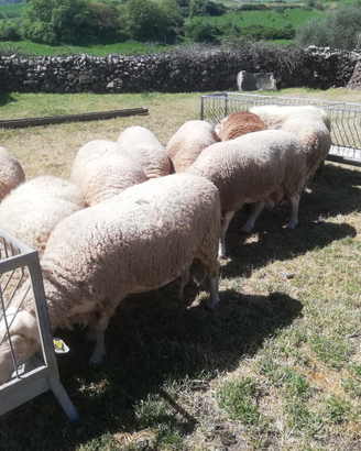 Arieti Lacaune azienda biologica