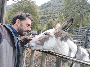 Muraio, posatore di pietre, muratore