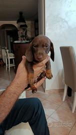 Basotto
