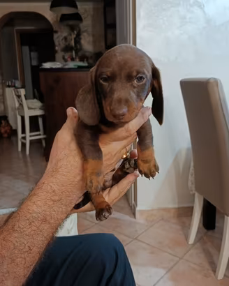 Basotto