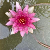 ninfee e piante acquatiche particolari