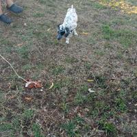Setter inglese
