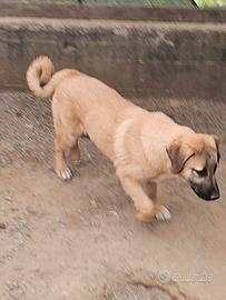 Cuccioli pastore del Caucaso