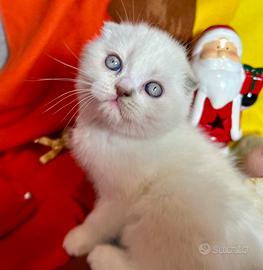 Scottish fold maschio