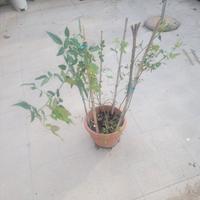 pianta di rose