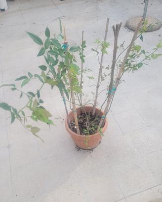 pianta di rose