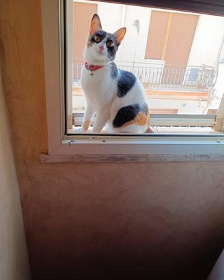 Lulù desidera una famiglia 