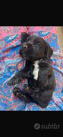 Cocker spaniel inglese