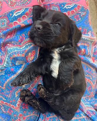 Cocker spaniel inglese