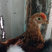 Gallo chicchirinello