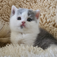 British shorthair maschio bicolore blue