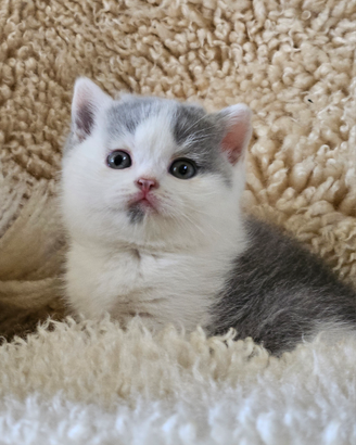 British shorthair maschio bicolore blue