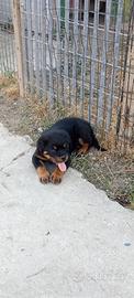 Rottweiler