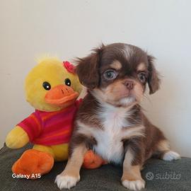 Cucciolo chihuahua pedigree