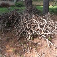 Legna di pino sfalcii