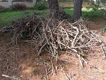 Legna di pino sfalcii