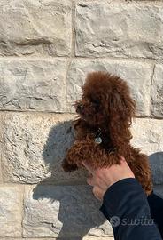 Barboncino teacup red brown femmina