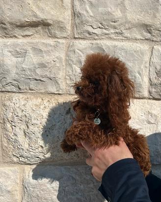 Barboncino teacup red brown femmina