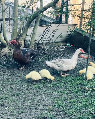 Pulcini oca Lindovskaya