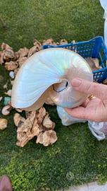 Collezione Conchiglie e Reperti Marini