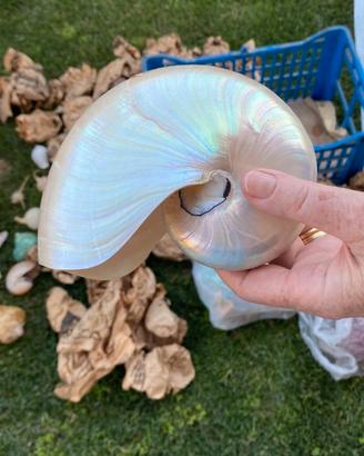 Collezione Conchiglie e Reperti Marini