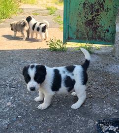 cuccioli pastore alabai 