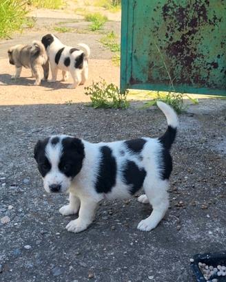 cuccioli pastore alabai 