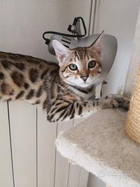 bengala cuccioli pronti 
