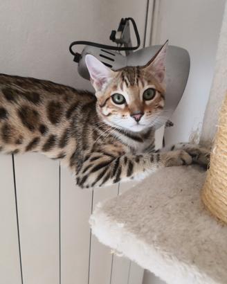 bengala cuccioli pronti 