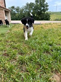 Ultimo cucciolo Border Collie maschio