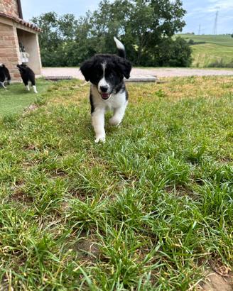 Ultimo cucciolo Border Collie maschio