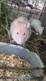 Ratti