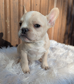 Bulldog francesi blu merle