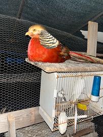 Fagiano rosso dorato pulcini