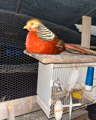 Fagiano rosso dorato pulcini