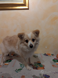 Volpino spiz di pomerania